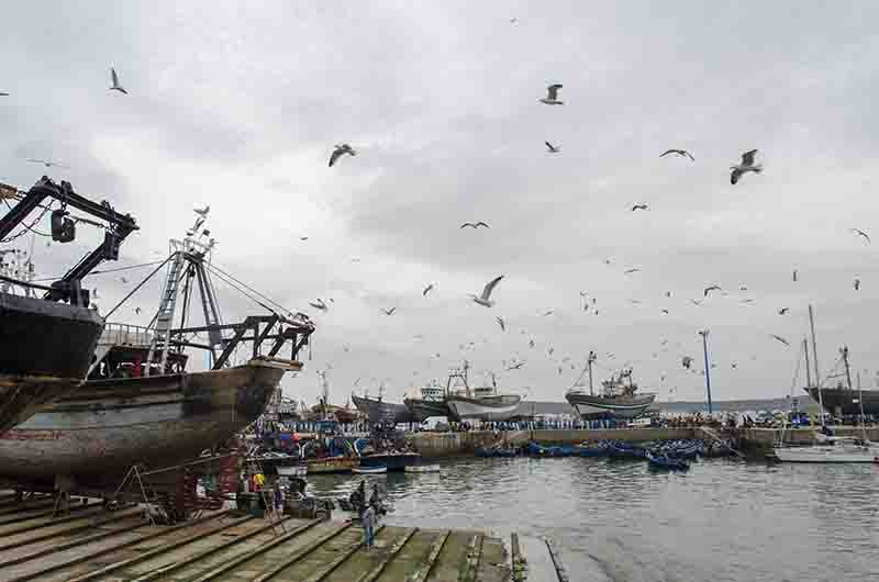281 - Marruecos - Essaouira - puerto pesquero